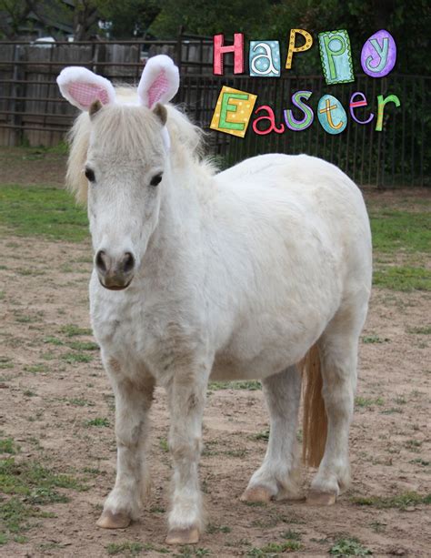 The magical journey of the Easter Horse begins